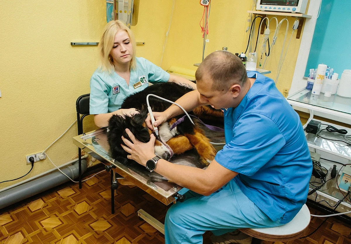 Айболить