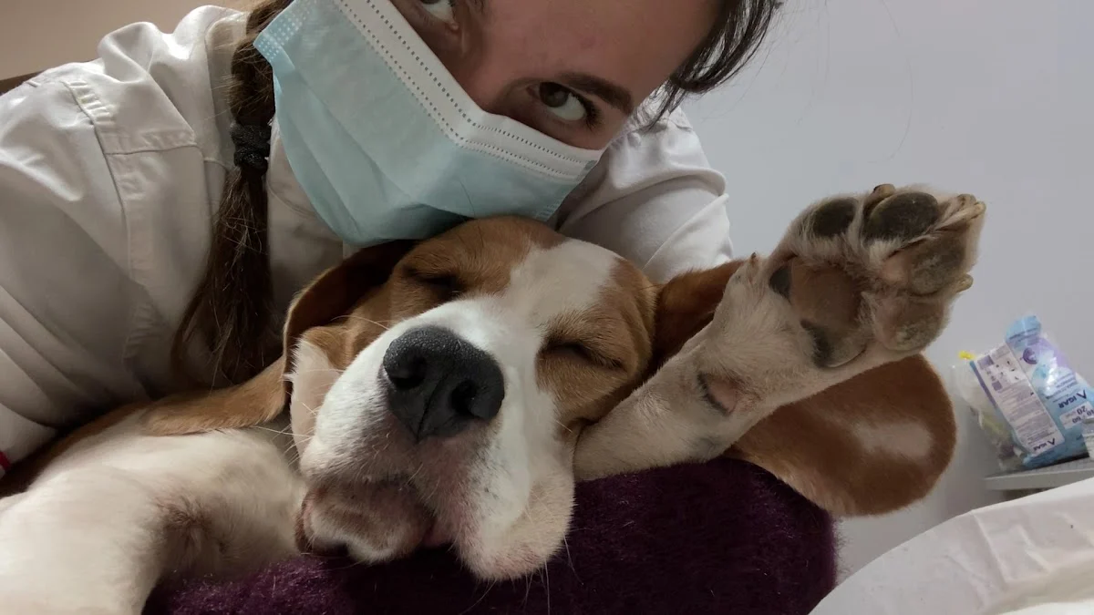 Olha Ponomarova Veterinary services / Irina Borodenko Grooming services