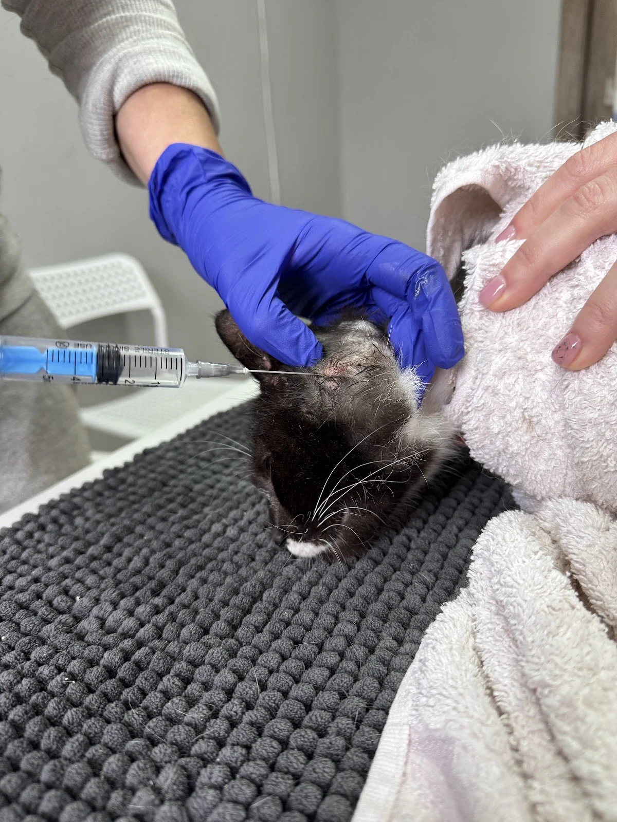 Veterinary service- амбулаторія ветеринарної медицини